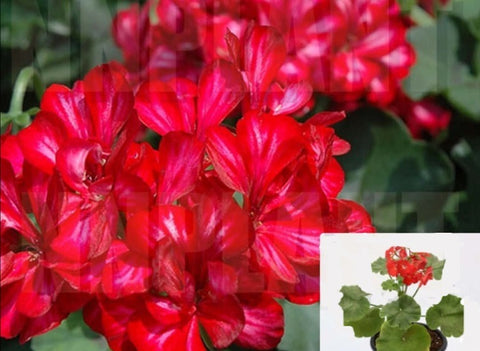 Geranium Ivy Red Pelargonium Peltatum Plant Flower 1 Gallon - Live Plant Hh7