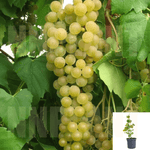 Grape Princess 5Gallon Vitaceae Live Plant Outdoor Ho7