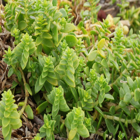 3 Cuttings Honckenya Peploides Agavaceae Succulent Housesucculent Plant Not Rooted