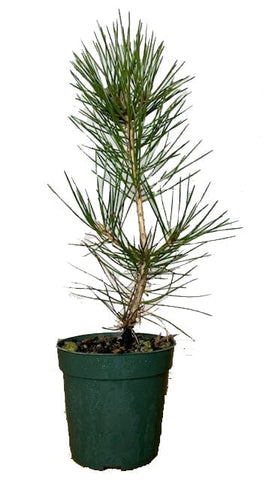 Pinus Thunbergii 5Gallon Japanese Black Pine Japanes Tree Live Plant Mr7