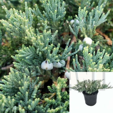 Juniperus Prince Of Wales Plant Chinensis Horizontalishinensis Wiltonii 1Gallon Live Plant