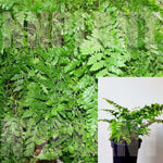 Fern Rumohra Adiantiformis Plant Fern Leather Leaf 1Gallon Pot Rumohra Adiantiformis Fern Premium Rare Plant Gg7