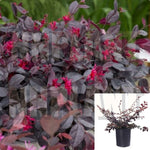 Loropetalum Ever Red 1Gallon Loropetalum Chinese Everred Red Chinese Fringe Flower Live Plant Outdoor Fr7