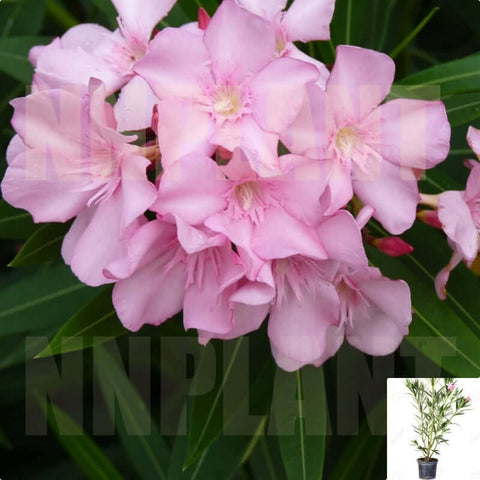 Nerium Single Pink 5Gallon Oleander Flower Ho7 Kaner Bitti Shrub Live Plant