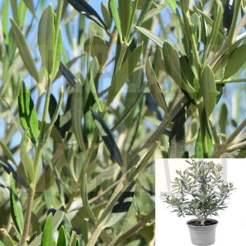 Olea Europaea Vito Multi 5Gallon Pot Subsp European Olive Plant Shrub Outdoor Live Plant Ho7