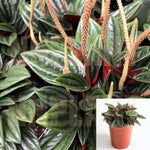 Peperomia Rosso 4Inches Pot Houseplant Emerald Ripple Pepper Radiator Live Plant