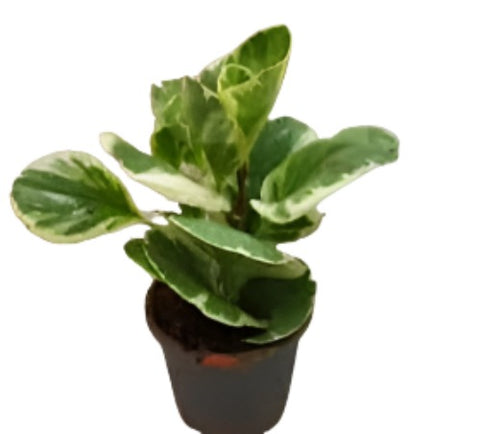 Peperomia Variegated 4Inches Peperomia Obtusifolia Variegated Baby Rubber Radiator Yellow ht7 best Live Plant