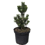Pinus Thunbergii 1Gallon Japanese Black Pine Tree Live Plant Mr7