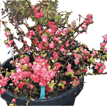 Chaenomeles Red 5Gallon Japanese Quince Plant Flower Outdoor Live Plant Ho7