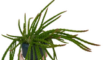 Rat Tail Cactus Plant 4Inches Pot Aporocactus Flagelliformis Plant Succulent Drought Tolerant Live Plant Premium Ht7