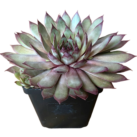 Sempervivum Purple Beauty Plant 4Inches Houseleek Always Alive Plant Succulent Drought Tolerant Live Plant Ht7 Best
