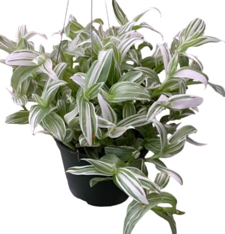 Tradescantia Green Plant 6Inches Giant White Inch Plant Hanging Foliage Live Plant Ht7 Best