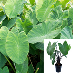 Taro Eddo Dasheen Plant Herbdaceous 1 Gallon Arum Araceae Rootlike Corm Elephant Ear Colocasia Esculenta Ht7