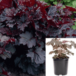 Heuchera Palace Purple 5Gallon Micrantha Coral Bells Live Plant Fr7