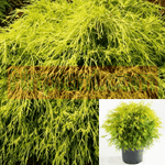 Chamaecyparis Golden Mops 5Gallon Pisifera Lime Pot Sawara Cypress Plant Grass Live Plant Ho7