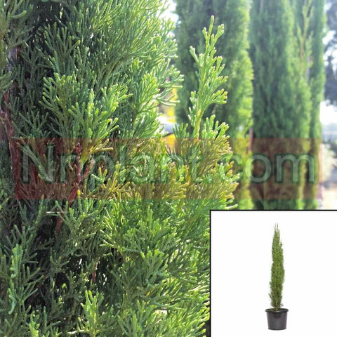 Cupressus Sempervirens Glauca 1Gallon Plant Pencil Pine Live Plant Frgr7