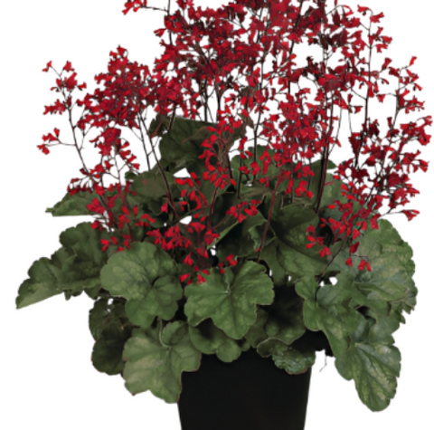 Heuchera Sanguinea 1Gallon Alumroot Plant Coral Bells Firefly Red Live Plant Fr7