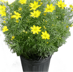 Coreopsis Vert Moonbeam 1Gallon Verticillata Pot Yellow Flower Live Plant