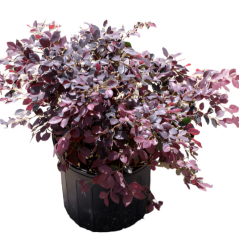 Loropetalum Chinensis Blush 1 Gallon Chinese Fringe Flower Live Plant Mr7