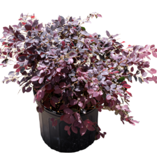 Loropetalum Chi Chang Nian Hong Purple Plant Chinese Fringe Dwarf 2Gal ...