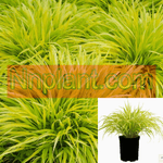 Hakonechloa Mac Aureola 1Gallon Pot Japanese Forest Grass Plant Live Plant Ho7