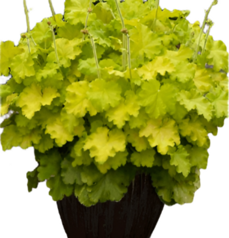 Heuchera Heureka Lord Lime 1Gallon Pot Coral Bells Plant Grass Live Plant Ho7Ht7