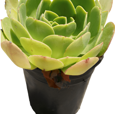 Aeonium Urbicum Side Salad 1Gallon Pot Bowl Plant Succulent Live Plant Ho7Ht7