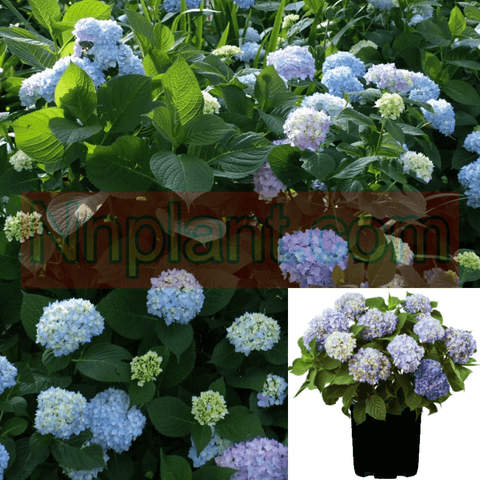 Hydrangea Bloom Struck 3Gallon Plant Es Bloomstruck Blue Flower Live Plant Fr7