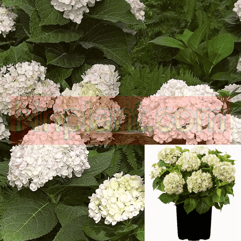 Hydrangea Es Blushing Bride 3Gallon Endless White Pot Bigleaf Plant Shrub L