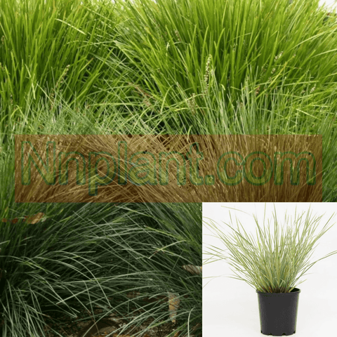 Lomandra Conf Del Sol 2Gallon Pot Longifolia Breeze Plant Grass Live Plant Ho7