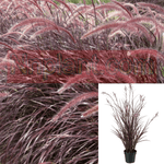 Pennisetum Set Rubrum 5Gallon Setaceum Cupreum Fountain Ho7 Grass Purple Tender Fount Live Plant