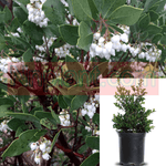 Arctostaphylos Den Howard Mc Minn 1Gallon Plant Arctooward Mcminn Manzanita Live Plant Frgr7