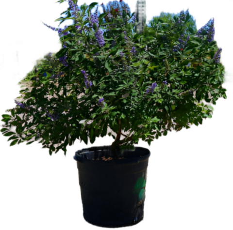 Vitex Fe Flipside 3Gallon Pot Flip Side Chastetree Blue Plant Perennial Outdoor Live Plant Ho7