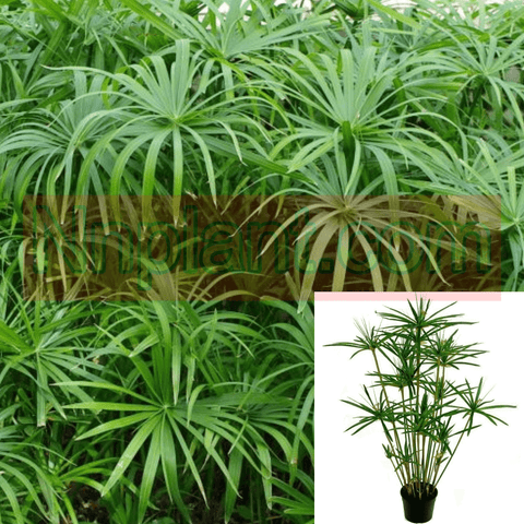 Cyperus Alternifolius Gracilis 1Gallon Umbrella Plant Tree Live Plant Mr7Ht7