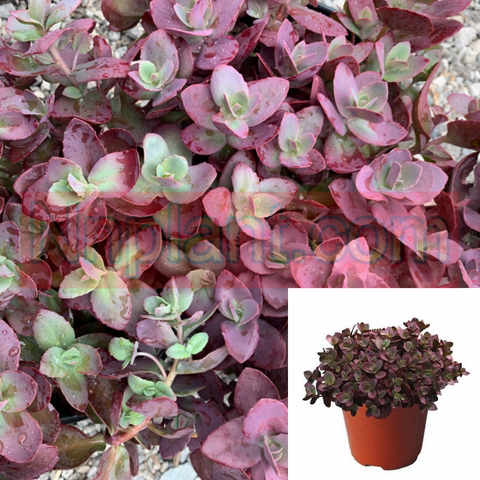 Sedum Sunsparkler Cherry Tart 1 Gallon Purple Live Plant Outdoor Ho7