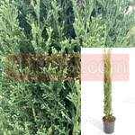 Cupressus Totem 5Gallon Sempervirens Pot Pole Italian Cypress Live Plant Outdoor Fr7