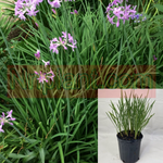 Tulbaghia Violacea Purpleicious 1Gallon Bushes Green Outdoor Live Plant Mr7