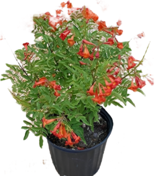 Tecoma Stans Orange Jubilee 3Gallon Plant Tecoma Oompa Loompa Plant Po ...