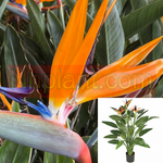 Strelitzia Reg Bird Of Parad 5 Gallon Plant Orange Flower Paradise Perennial Live Plant Outdoor Ht7