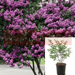 Lag Muskogee Multi Lavender 5Gallon Crape Myrtle Plant Lager Fauriei Shrub Live Plant Fr7