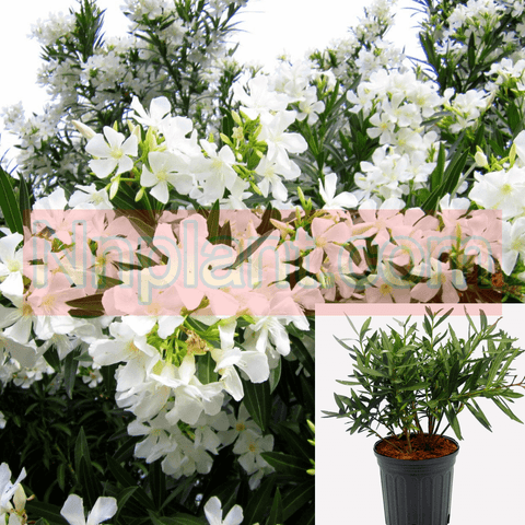 Nerium Ole Sister Agnes White 5 Gallon Plant Oleander flower live plant ht7