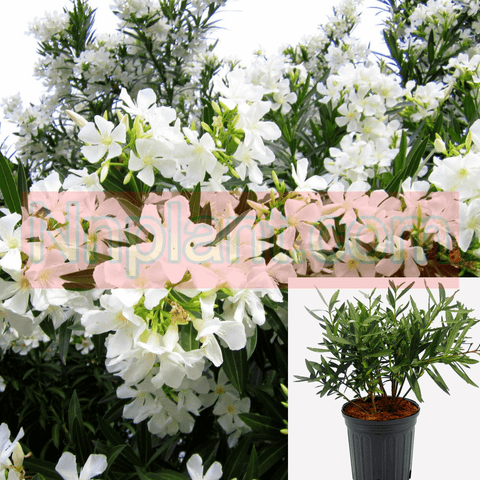 Nerium Oleander Sister Agnes Bush 5Gallon Plant Live Plant Outdoor Gg7