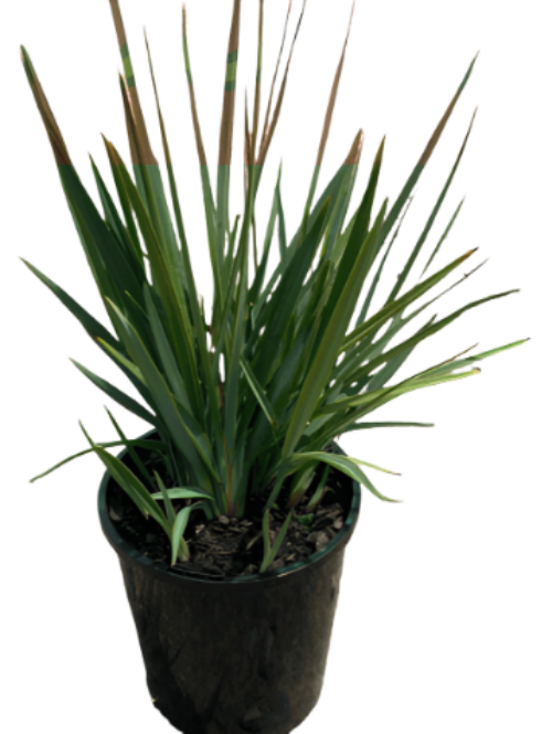 Dianella Little Rev 1Gallon Native Flax Plant Dianella Revoluta Little ...