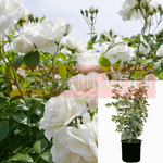 Rosa Iceberg Standard 5Gallon Korbiniceberg Des Neiges Schnee White Live Plant Rose Plant Fr7