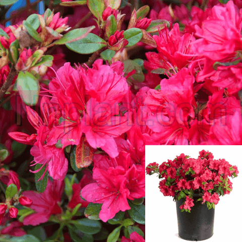 Azalea Redbird Espalier 2Gallon Azaleai Red Bird Bellac Double Live Plant Fr7