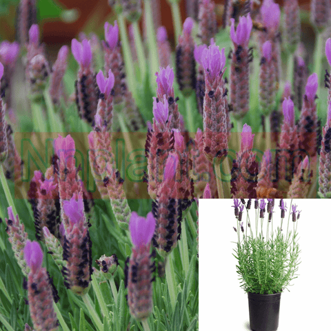 Lavandula Inter Grosso 5Gallon French Lavender Purple Her Bal Plant Mr7