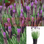 Lavandula Grosso 1Gallon French Lavender Purple Her Bal Plant Fragr Ho7