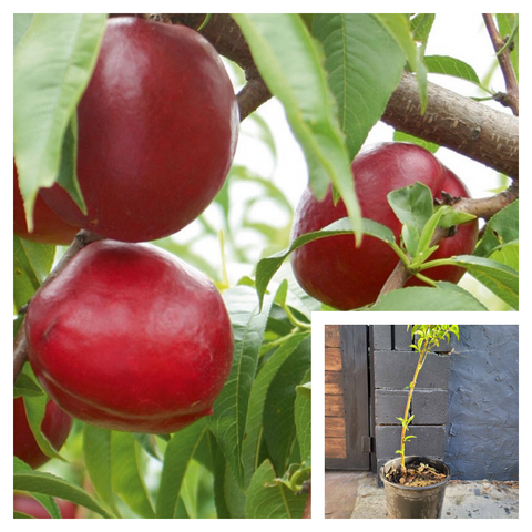 Nectarine Fantasia 5Gallon Plant Prunus Persica Peach Outdoor Fruit Tree Live Plant Ho7