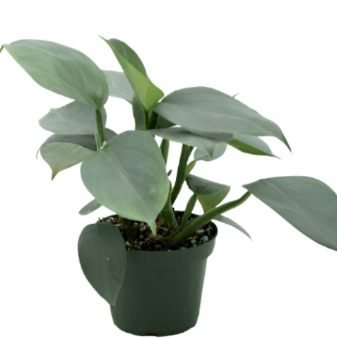 Philodendron Hastatum Plant 4Inches Pot Silver Sword House live Plant
