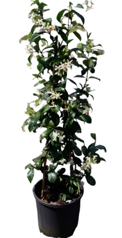 Trachelospermum Jasminoides 1Gallon Southern Jasmine White Live Plant Outdoor Mhg7